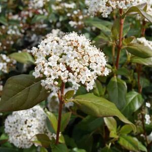 Viburnum tinus 40-60 cm